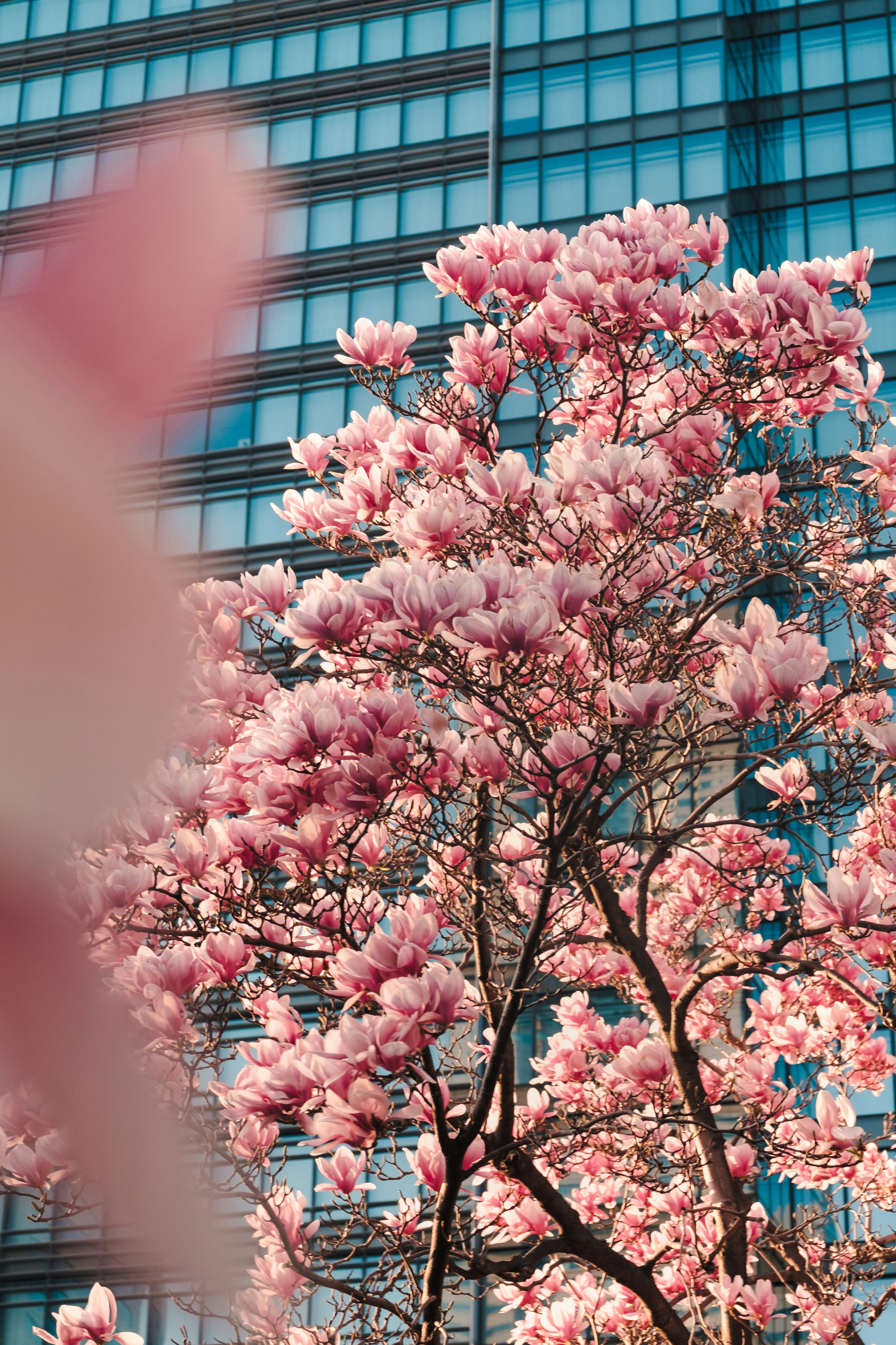 pink cherry blossom tree near building